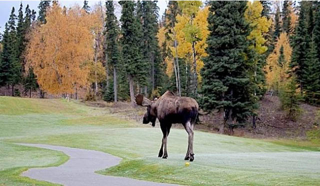 Alaska, sol de medianoche para jugar al golf sin parar