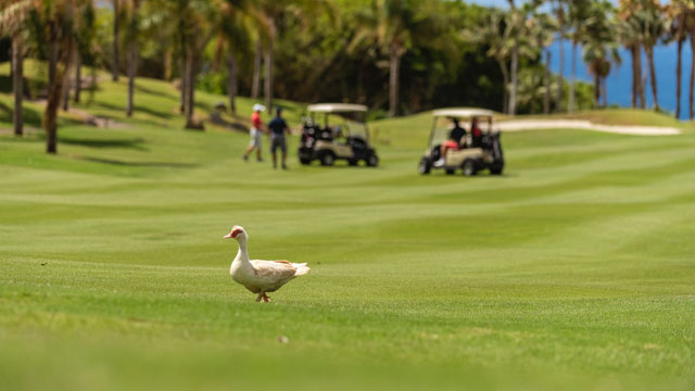 La otra cara del golf: pulmón y protector de la biodiversidad