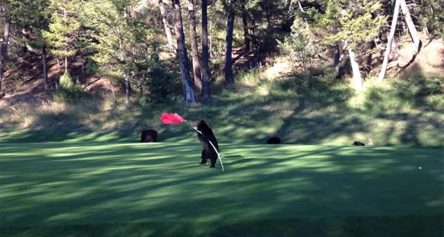 Osezno baila con la bandera de un hoyo de golf