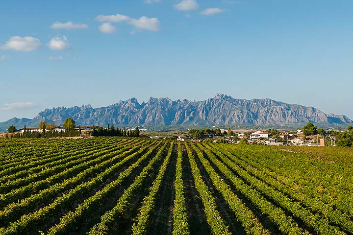 Viñedos frente a Montserrat