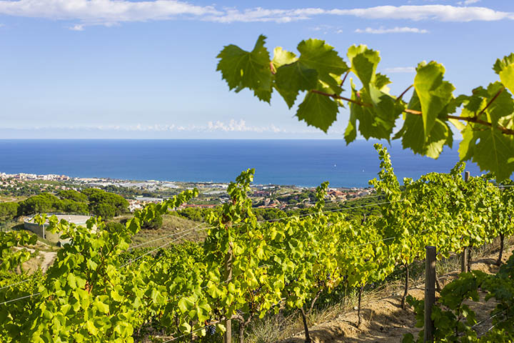 Viñedos en Alella