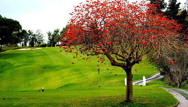 Recorrido Aloha Golf Club 2019