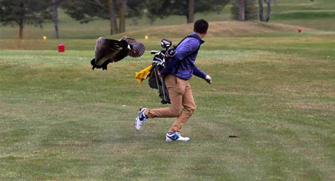 Un ganso muy loco por el golf