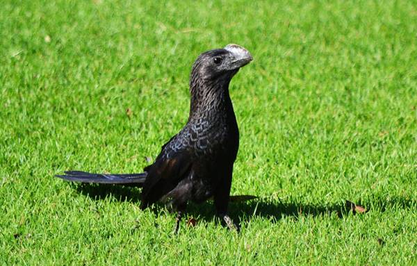 Pájaro campo de golf