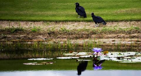 La Costa del Golf, hogar de aves migratorias