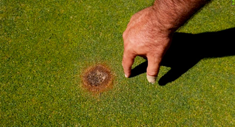 ¿Cómo se afronta un problema de raíces en los greenes de un campo?